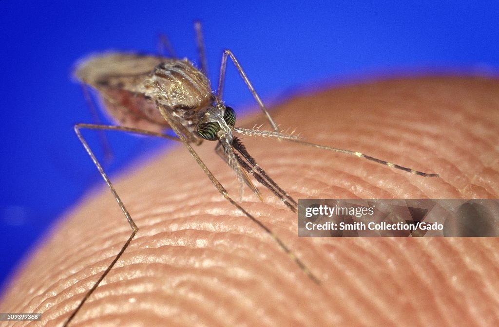 Mosquito Biting Skin