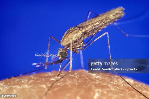 Anopheles gambiae mosquito feeding, Anopheles gambiae mosquito. A malaria and Zika Virus vector. Parasite. Image courtesy CDC/James Gathany, 1994. .