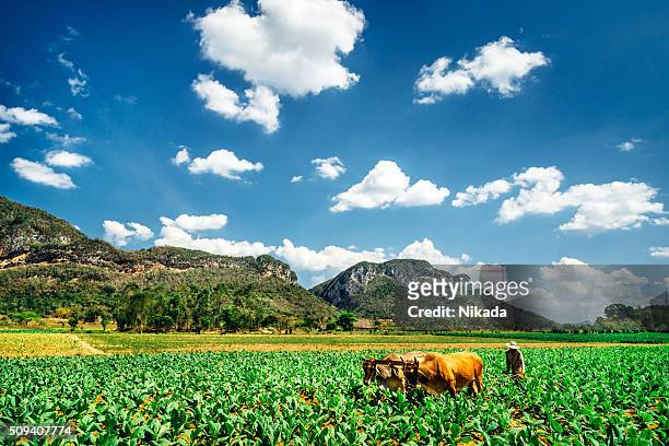 cuban farmer ploughing the field, viñales valley - viñales cuba stock pictures, royalty-free photos & images