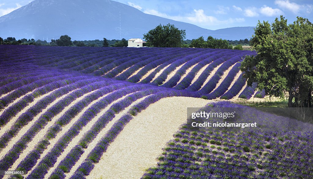 Lavender field panorama