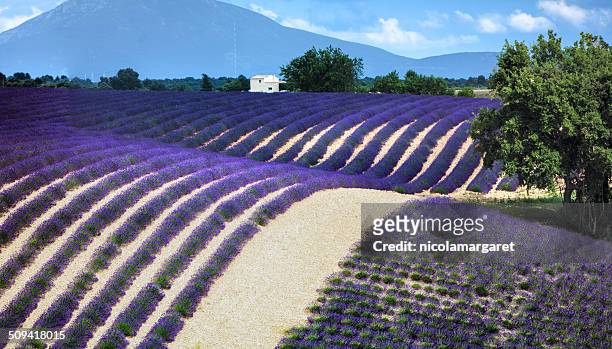 lavender field panorama - nicolamargaret stock pictures, royalty-free photos & images