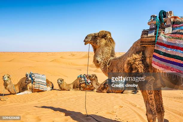dromedar in der sahara-wüste ksar ghilane erg, tunesien - dromedar stock-fotos und bilder