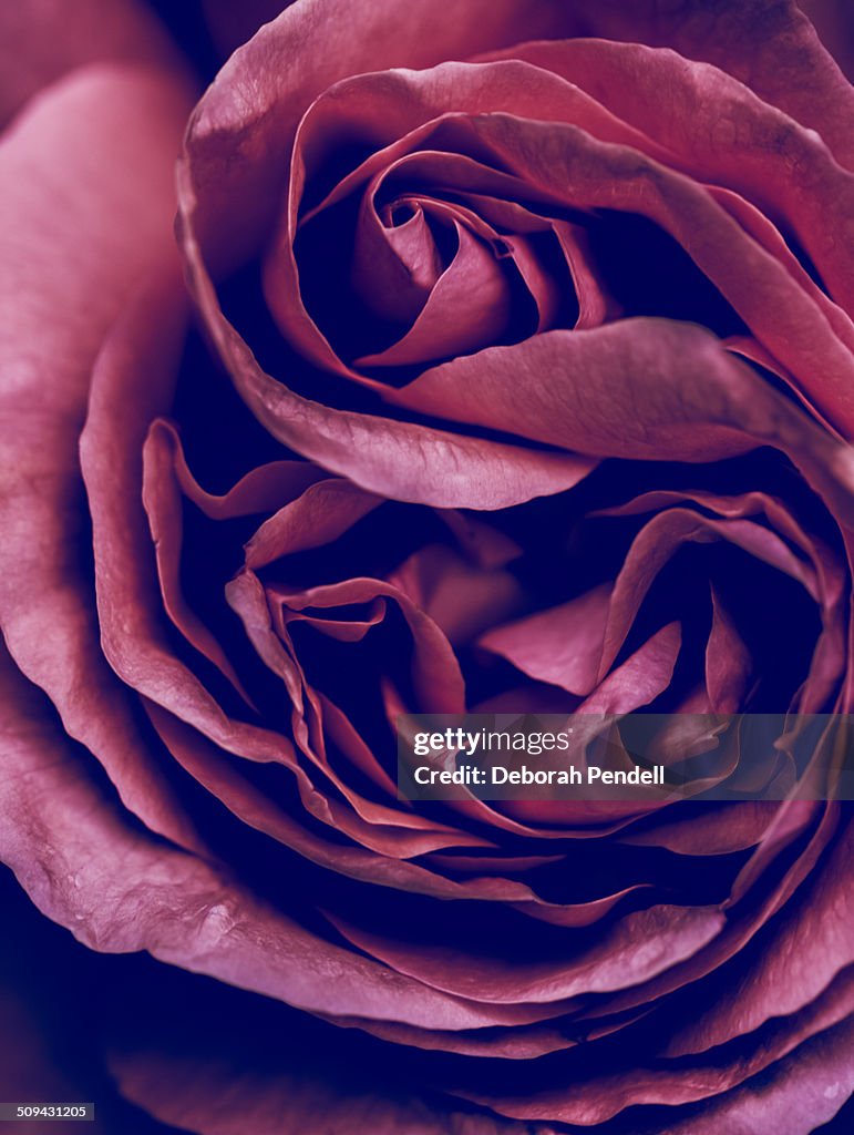 Vintage rose