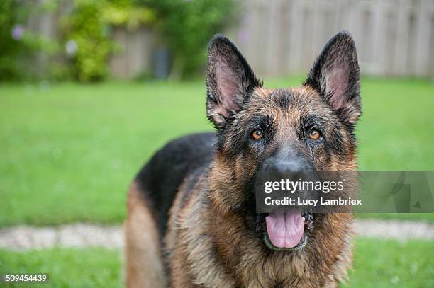 attentive german shepherd dog looking above camera - german shepherd stock pictures, royalty-free photos & images