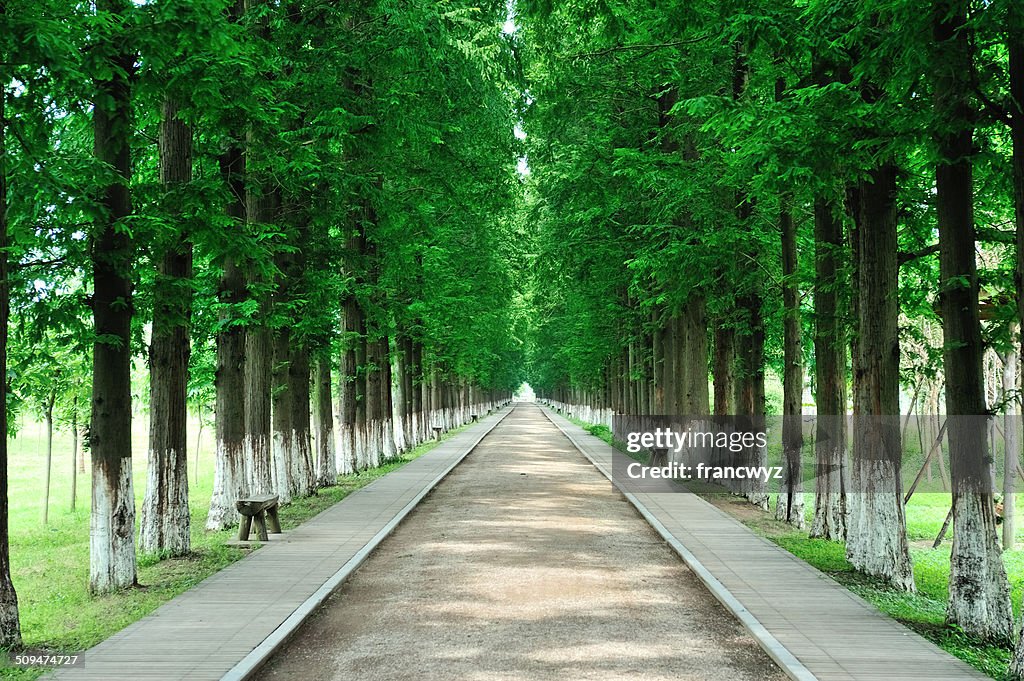 A road lined with trees