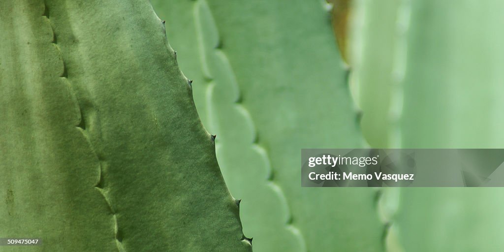 Spiny cactus