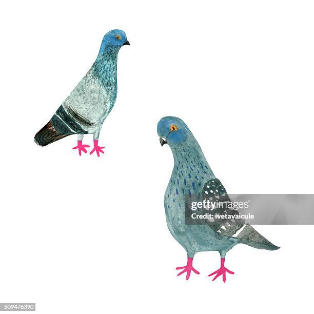 pigeons - pigeons stock illustrations