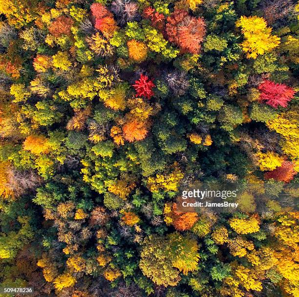 Amazingly Colorful Wisconsin Autumn Forests, Aerial View
