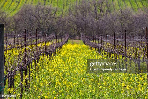 vineyard in spring , napa, california - sonoma valley stock pictures, royalty-free photos & images