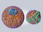 Comparison of a LDL (left) and a HDL (right) particle