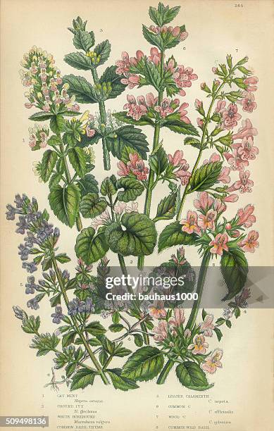 catmint, catnip, ivy, hoarhound, calaminth, thyme, basil, victorian botanical illustration - catmint stock illustrations