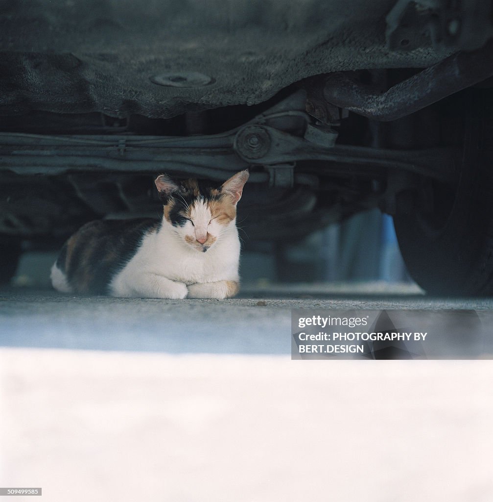 The cat is sitting under the car