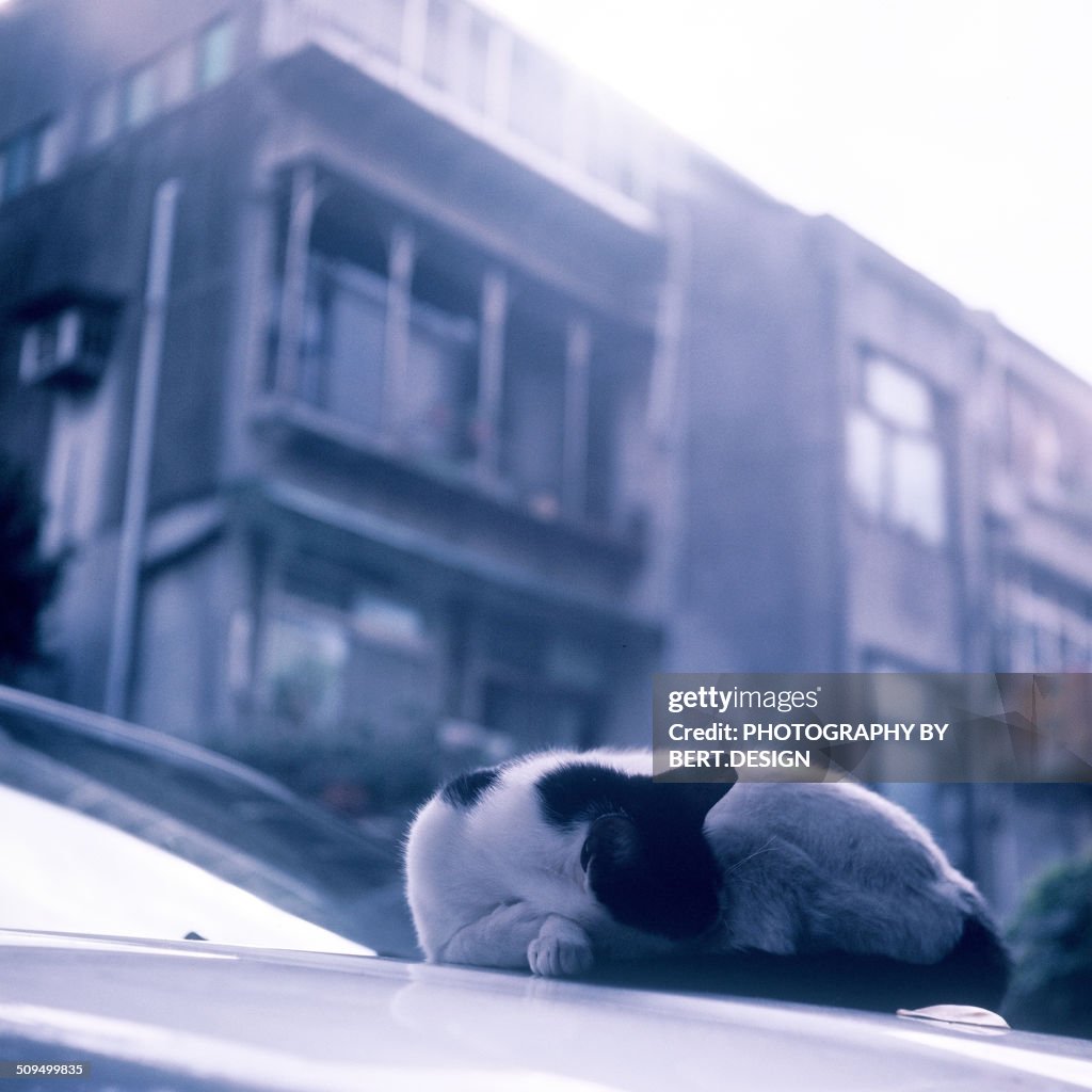 Sleeping cat on car hood