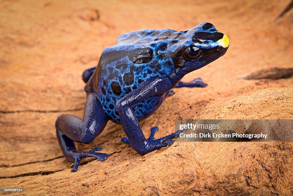 Poison dart frog Dendrobates tinctorius