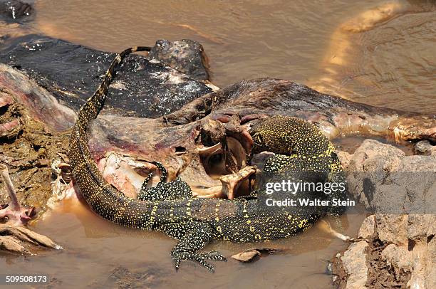 118 African Water Monitor Lizard Stock Photos High Res Pictures And 118-african-water-monitor-lizard-stock-photos-high-res-pictures-and