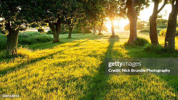 garden of eden - sonnenuntergang sonnenaufgang landschaft stock-fotos und bilder