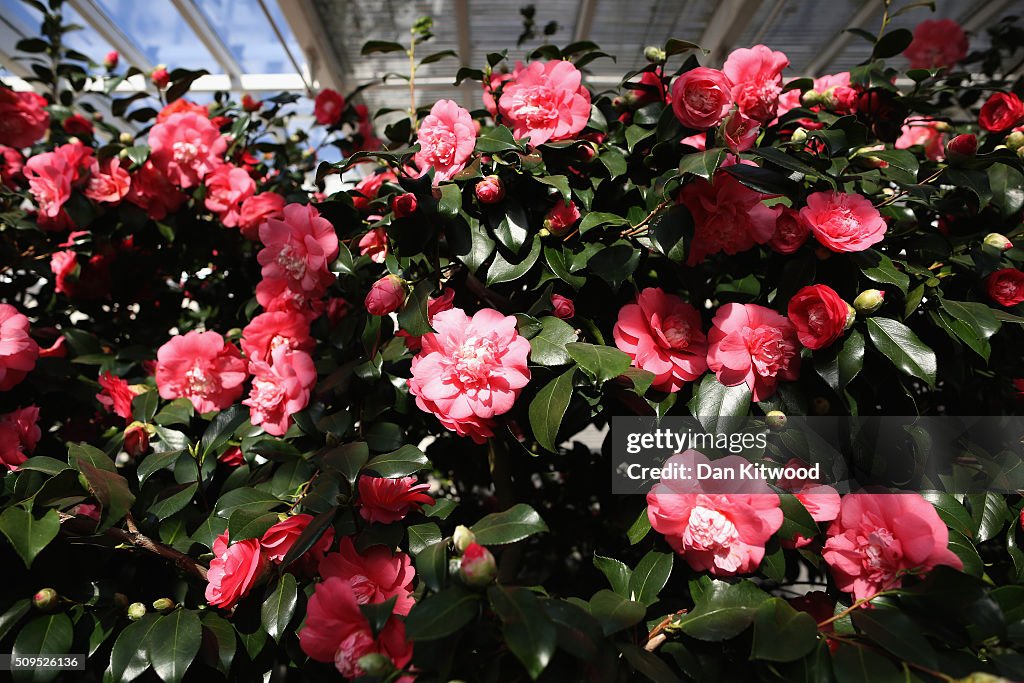 Britain's Oldest Camellia Collection Blooms