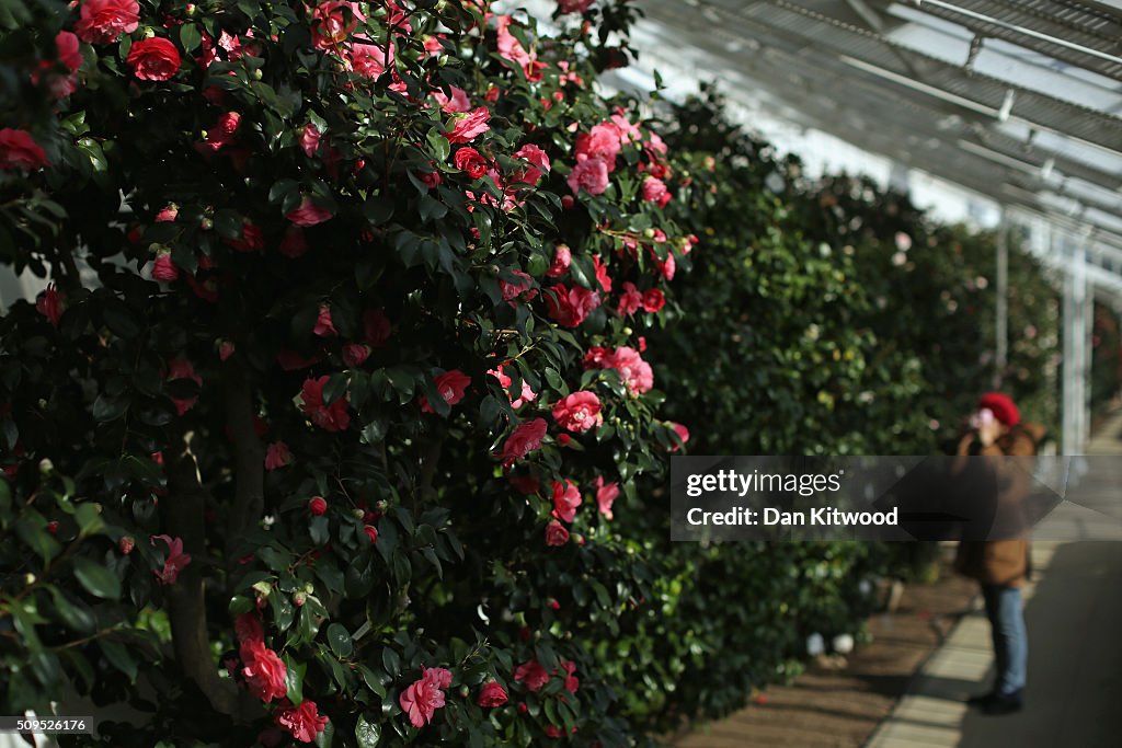 Britain's Oldest Camellia Collection Blooms