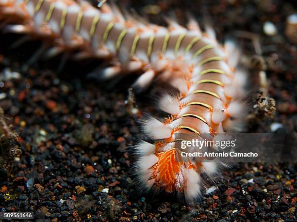 Fireworm Larvae 191 Fireworm Stock Photos, High-Res Pictures, and Images - Getty Images