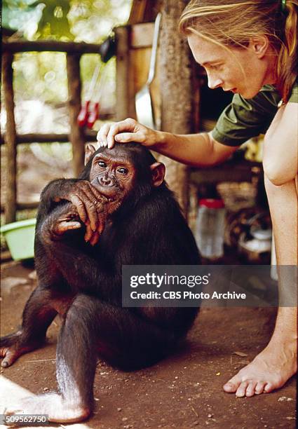 Jane Goodall appears in the television special "Miss Goodall and the World of Chimpanzees" originally broadcast on CBS, Wednesday, December 22, 1965....