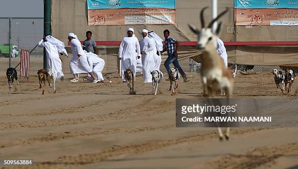 Arabian saluki dogs follow a stuffed gazelle during the traditional annual dog race in Shweihan on the outskirts of Abu Dhabi on February 11, 2016....