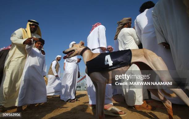 An Emirati man encourages his child to wave at an Arabian saluki dog named "Barcelona" that won one of two races in the traditional annual dog racing...