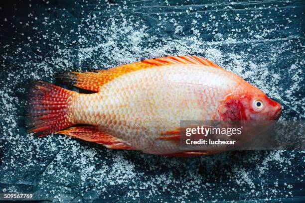 fresh ocean perch - tilapia stock pictures, royalty-free photos & images