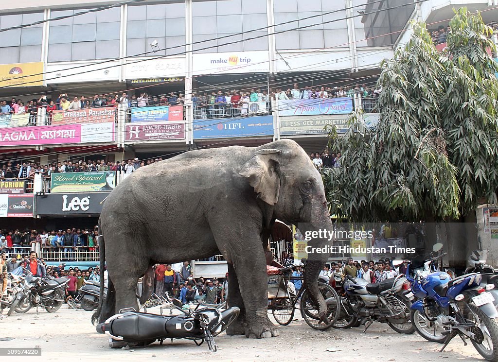 Elephant Goes On Rampage In Siliguri