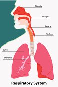 Anatomy of the respiratory system terrestrial vertebrates