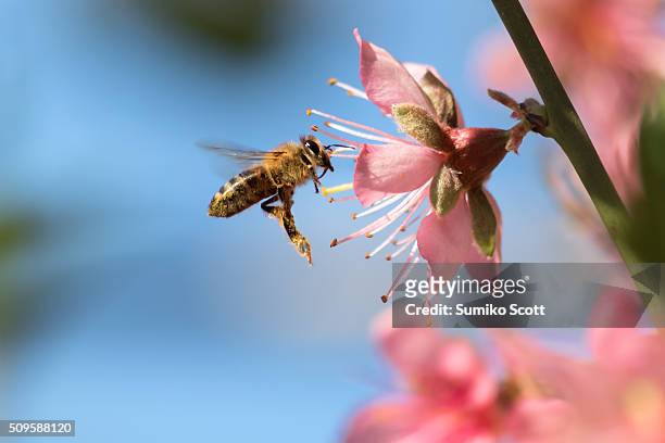 honeybee flying to desert gold peach flower - bees fotografías e imágenes de stock