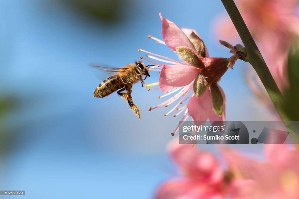 Honeybee Flying to Desert Gold Peach Flower