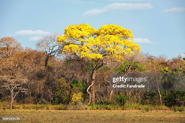 ipe-yellow, wetland, brazil - ipe yellow stock pictures, royalty-free photos & images