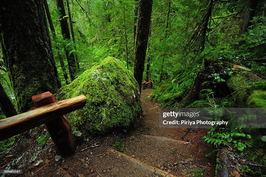 Trail in forest