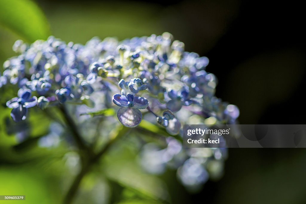 Hydrangea