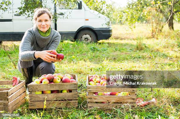 woman in organic apple orchard during autumn harvest. - business sunlight stock pictures, royalty-free photos & images