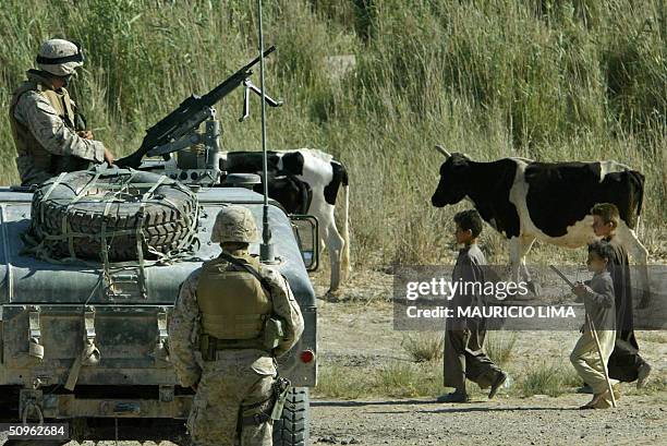 Iraq Cows Dashed Route Photos and Premium High Res Pictures - Getty Images