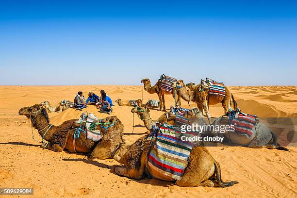 chamelier dromadaires et relaxante dans les dunes du désert du sahara - camel colored photos et images de collection