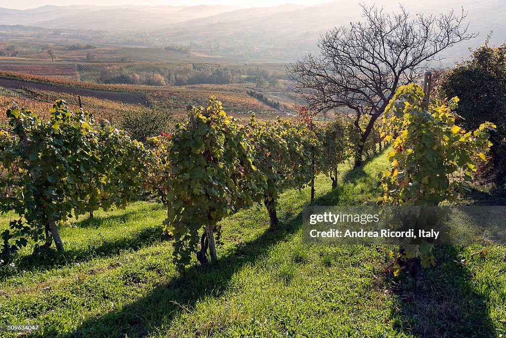 Italian vineyard landscape