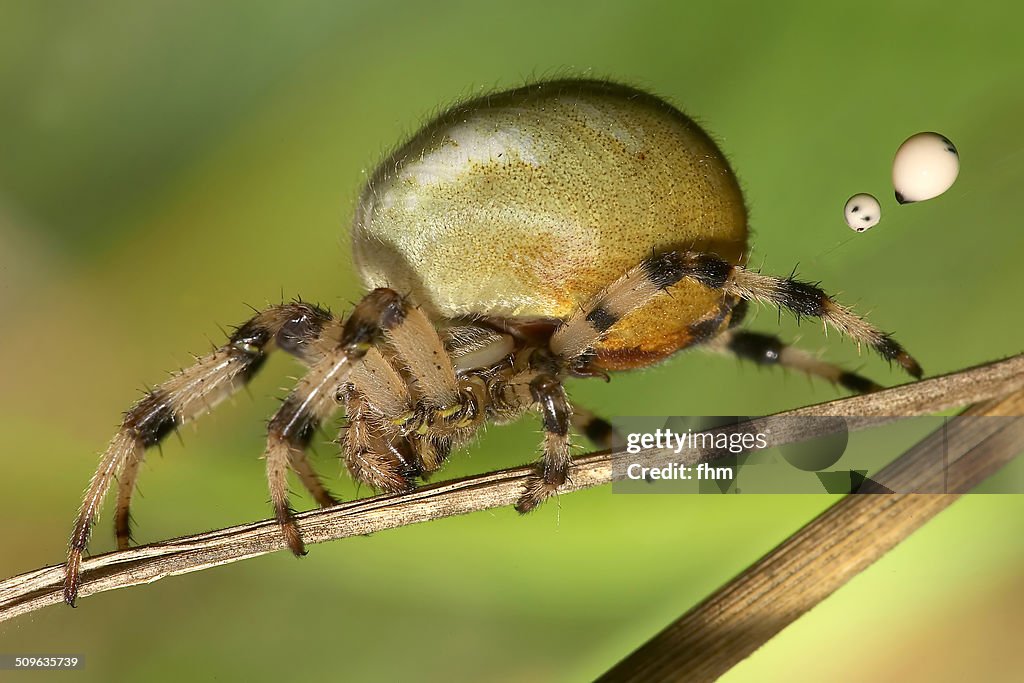 Spider on the toilet