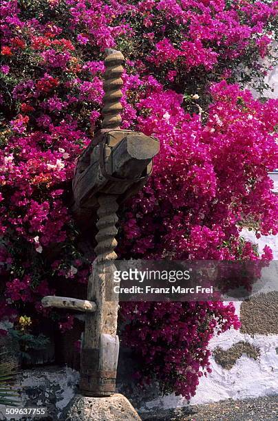 bougainvillea and a wine press, uga - wooden wine press stock pictures, royalty-free photos & images