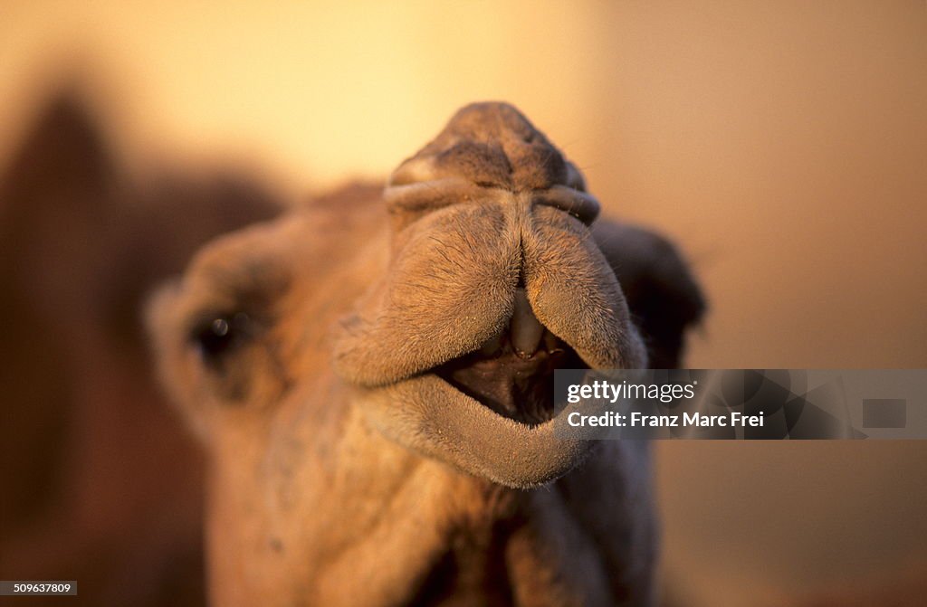 Portrait of a camel