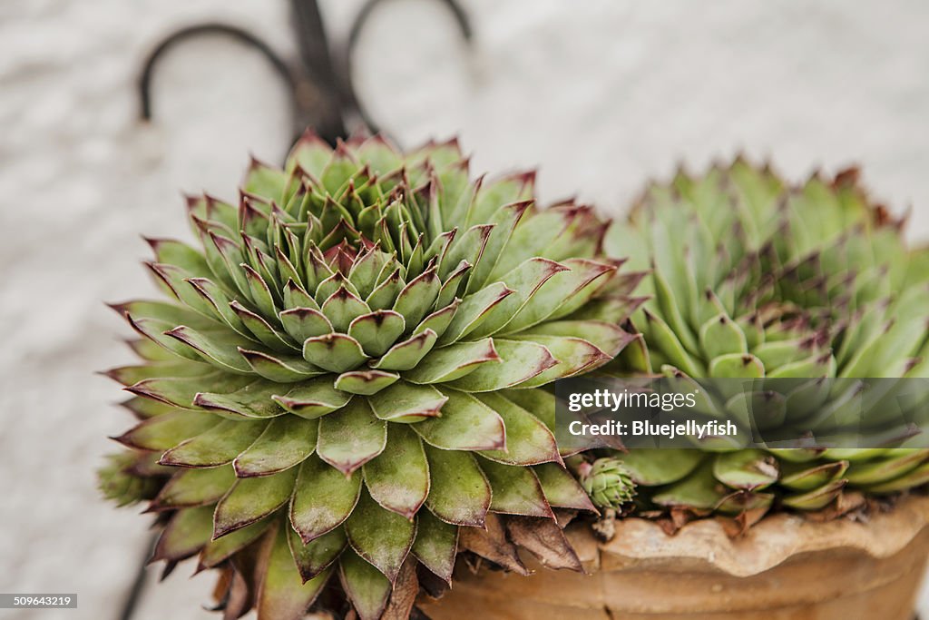 Sempervivum calcareum 'limelight'