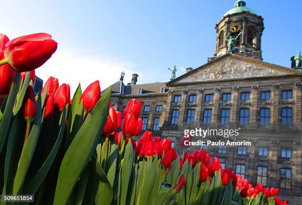 tulip day in amsterdam - palácio real de amsterdã - fotografias e filmes do acervo