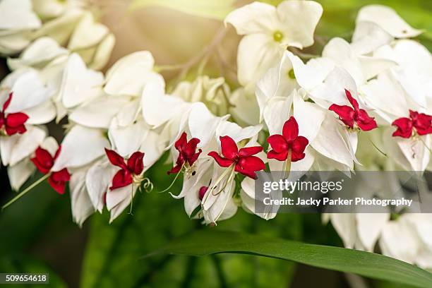 clerodendrum thomsoniae flowers - clerodendrum bildbanksfoton och bilder