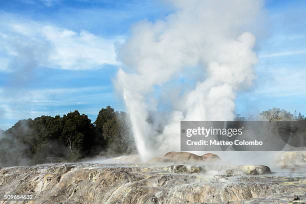 pohutu geyser erupting,  te puia, rotorua, new zealand - géiser pohutu imagens e fotografias de stock