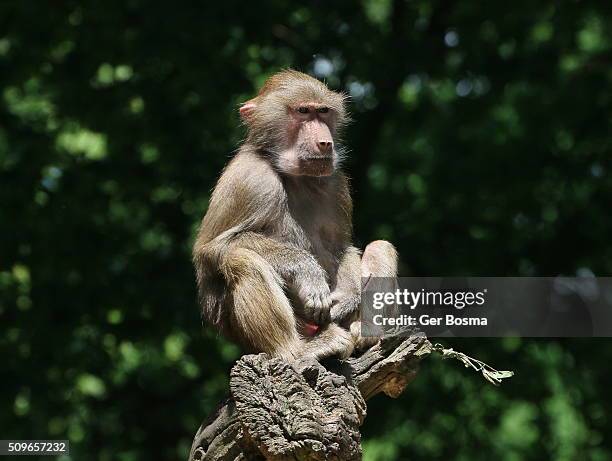 juvenile male hamadryas baboon (papio hamadryas) - bruin stockfoto's en -beelden