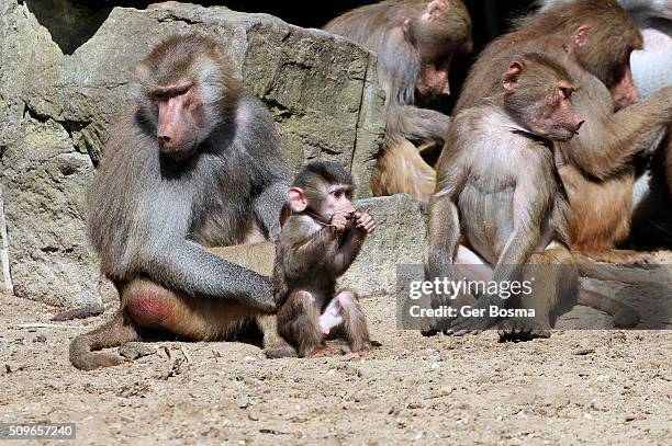 hamadryas baboon family - bruin stockfoto's en -beelden