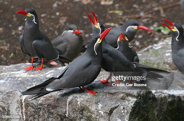 inca tern consternation - inca tern stock pictures, royalty-free photos & images