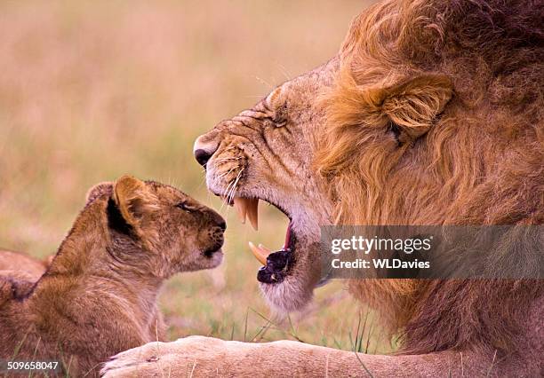 roaring no jovem filhote de leão - roaring - fotografias e filmes do acervo