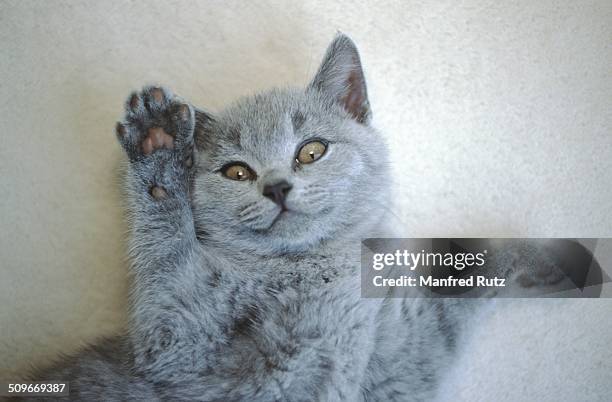 funny animal photobombs - chartreux cat stockfoto's en -beelden